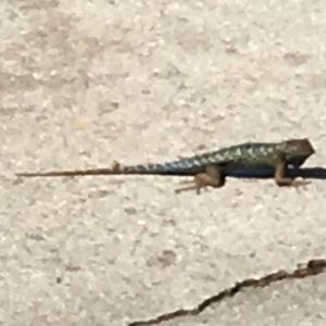 Meet your Posher, Noah